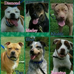 Meet your Posher, Alisa